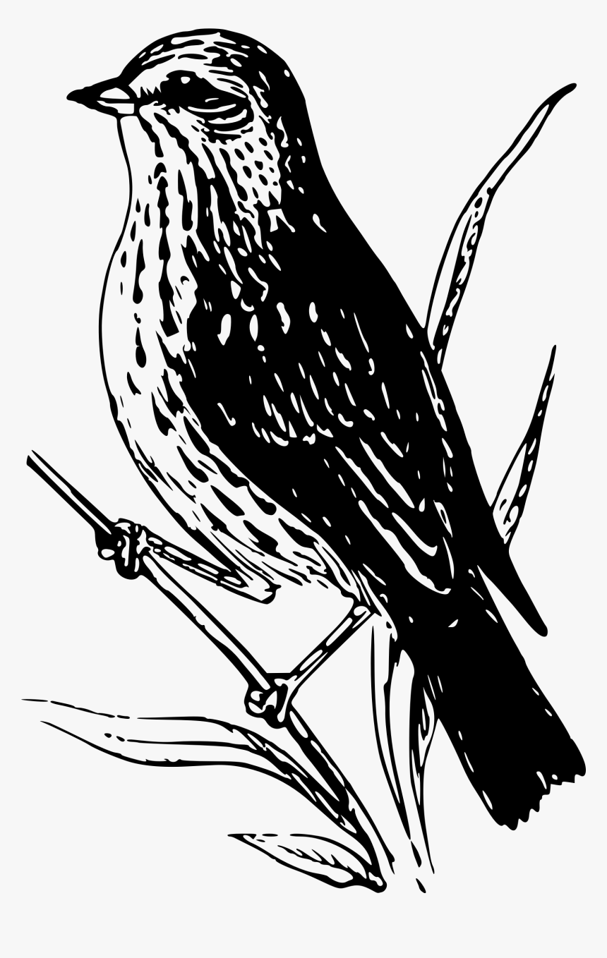 Baird Sparrow Clip Arts - Drawing Sparrow, HD Png Download