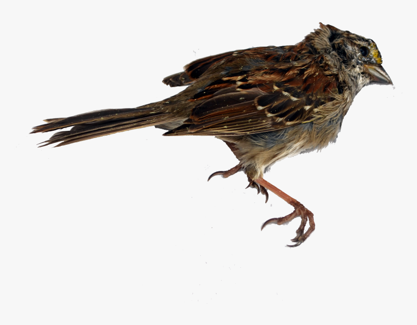 Sparrow Decal Png Stock - Portable Network Graphics, Transparent Png