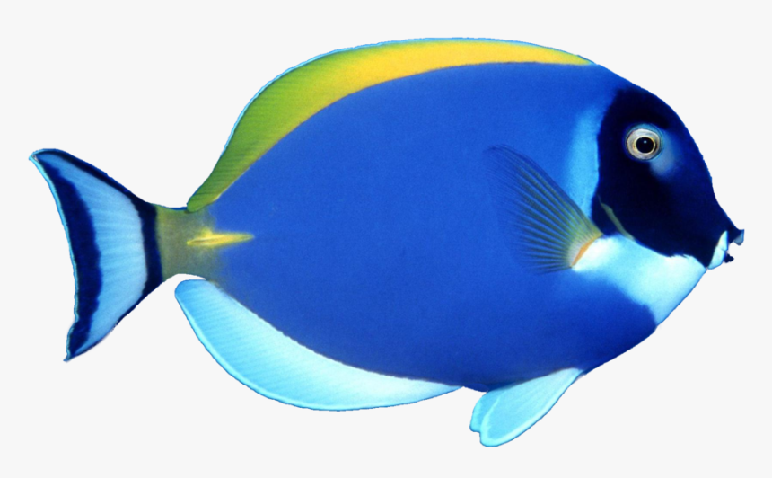 Transparent Transparent Background Fish Png, Png Download