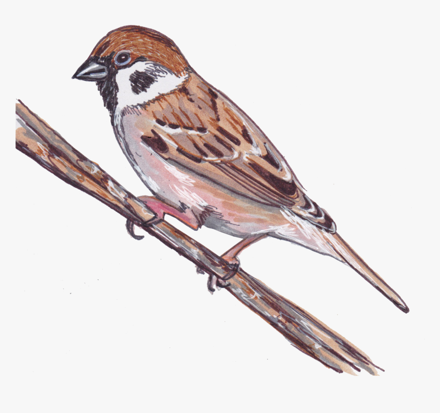 Transparent Lark Clipart - Sparrow Cartoon Clipart, HD Png Download