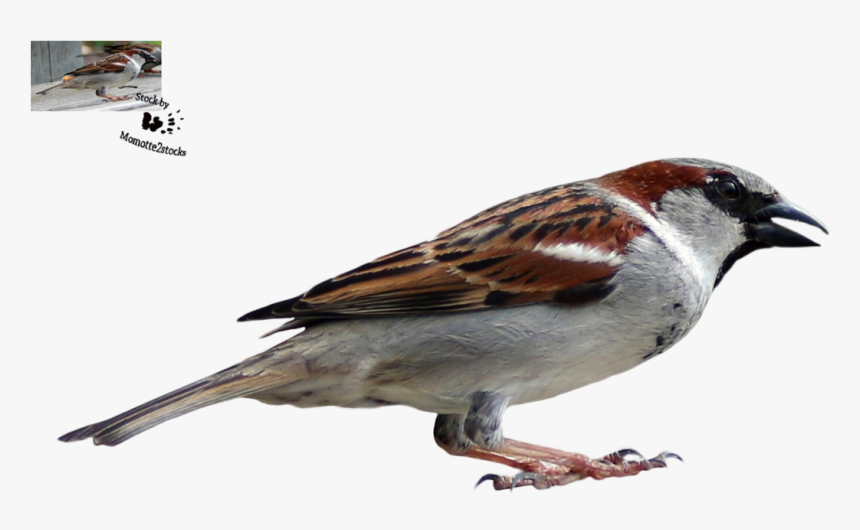House Sparrow, HD Png Download