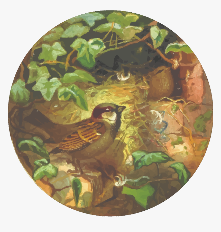 Circular House Sparrow Drawing Clip Arts - House Sparrow, HD Png Download