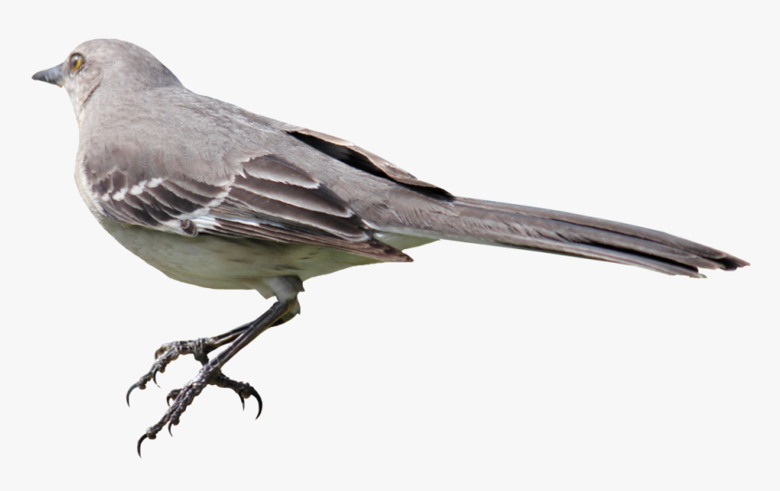 Mockingbird Png, Transparent Png