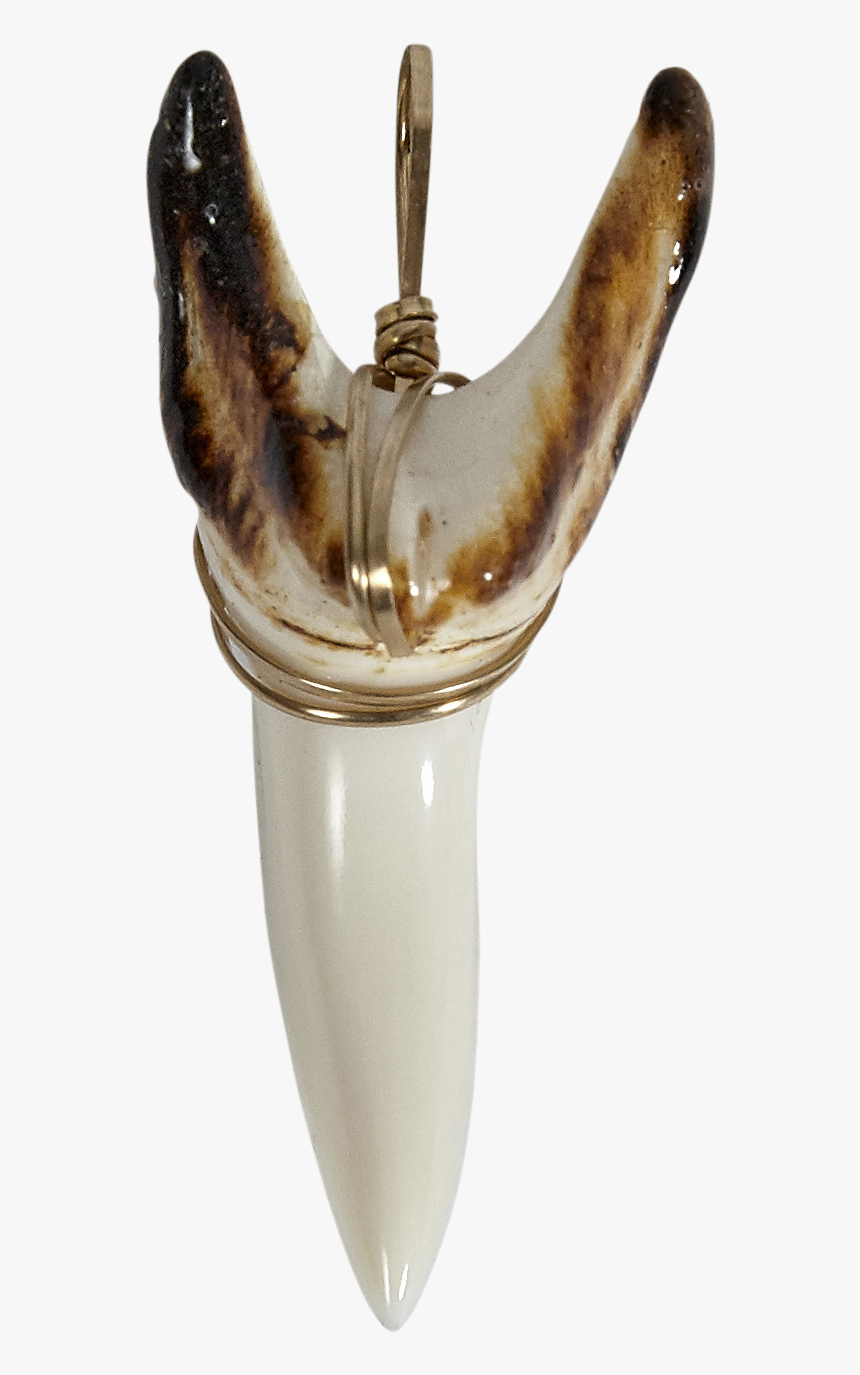 Shark Teeth Burnt Gold Wired - Deer, HD Png Download