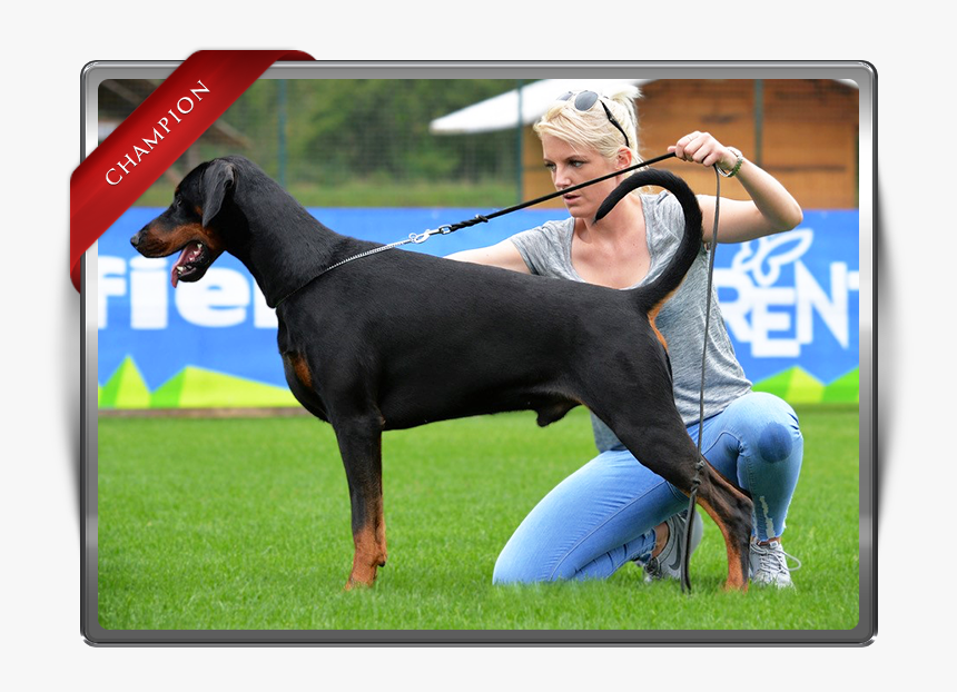 Dobermann, HD Png Download