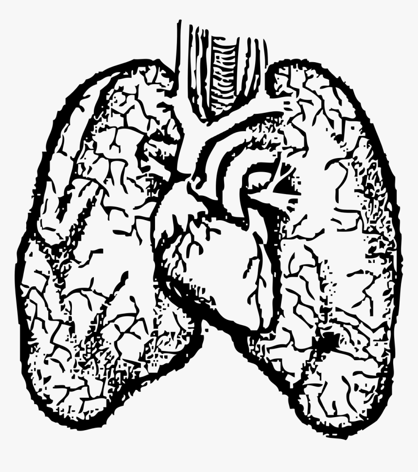 Heart And Lungs Clip Arts Heart And Lungs Drawing, HD Png Download