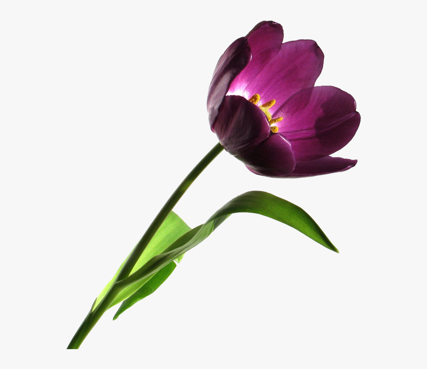 Envoy - Clipart - Portable Network Graphics, HD Png Download