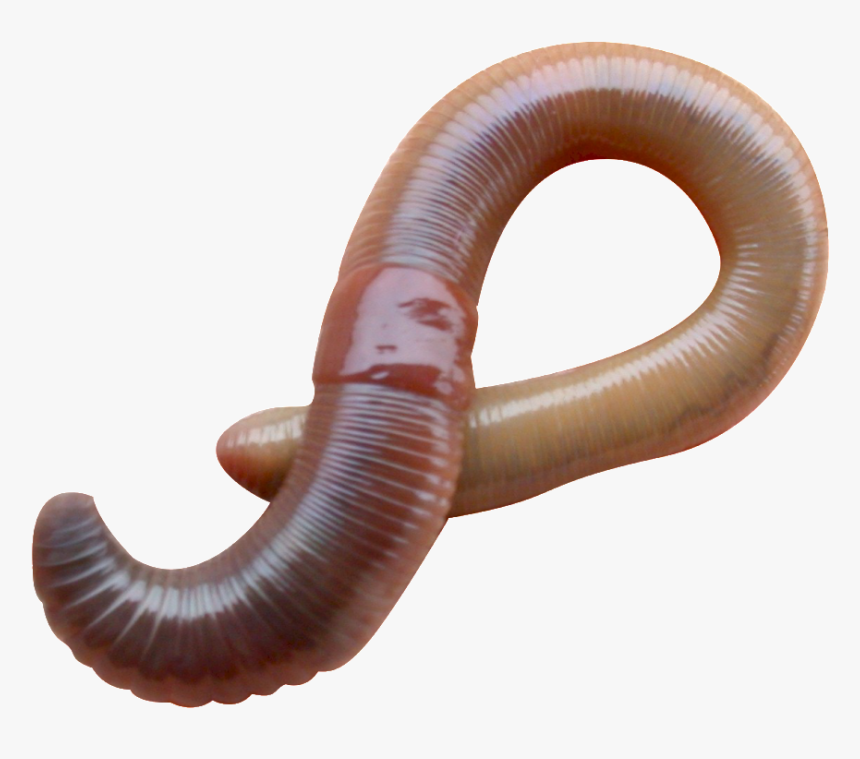 Earthworm Worm Png - Earthworm Eudrilus Eugeniae, Transparent Png