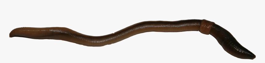 Earthworm Worm Png - Slender Blind Snake, Transparent Png