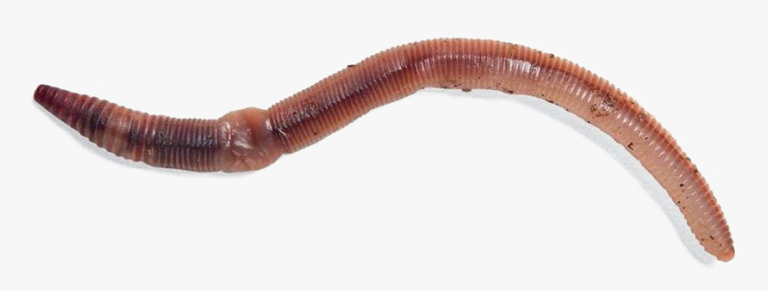 Worms Png Photos - Freshwater Live Fish Bait, Transparent Png