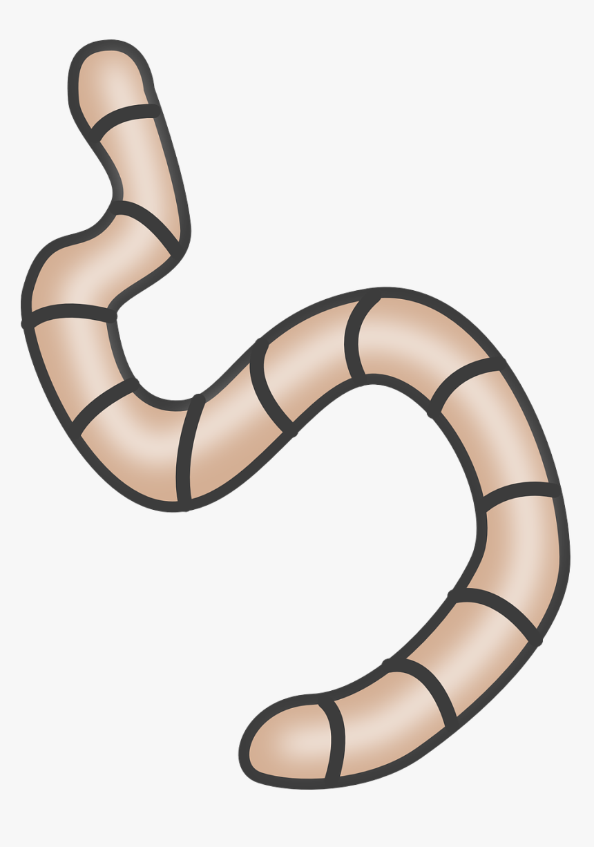Reptile,line,worm - Transparent Worm Clipart, HD Png Download