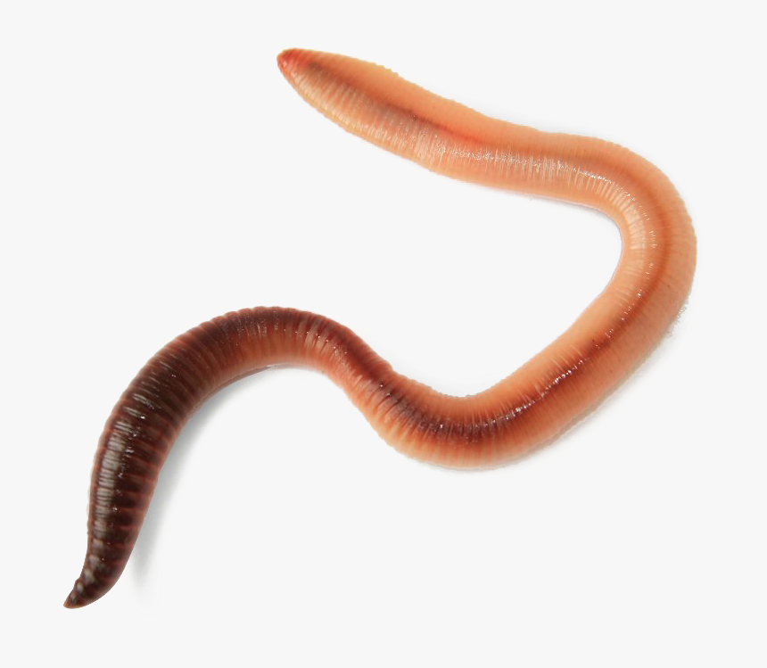 Worms Transparent Image - Live Worm, HD Png Download