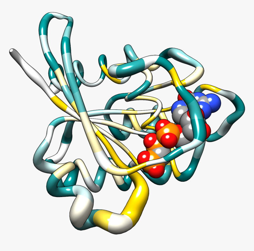 Hras Bfactor Worm Colored By Conservation - Protein B Factor Chimera, HD Png Download