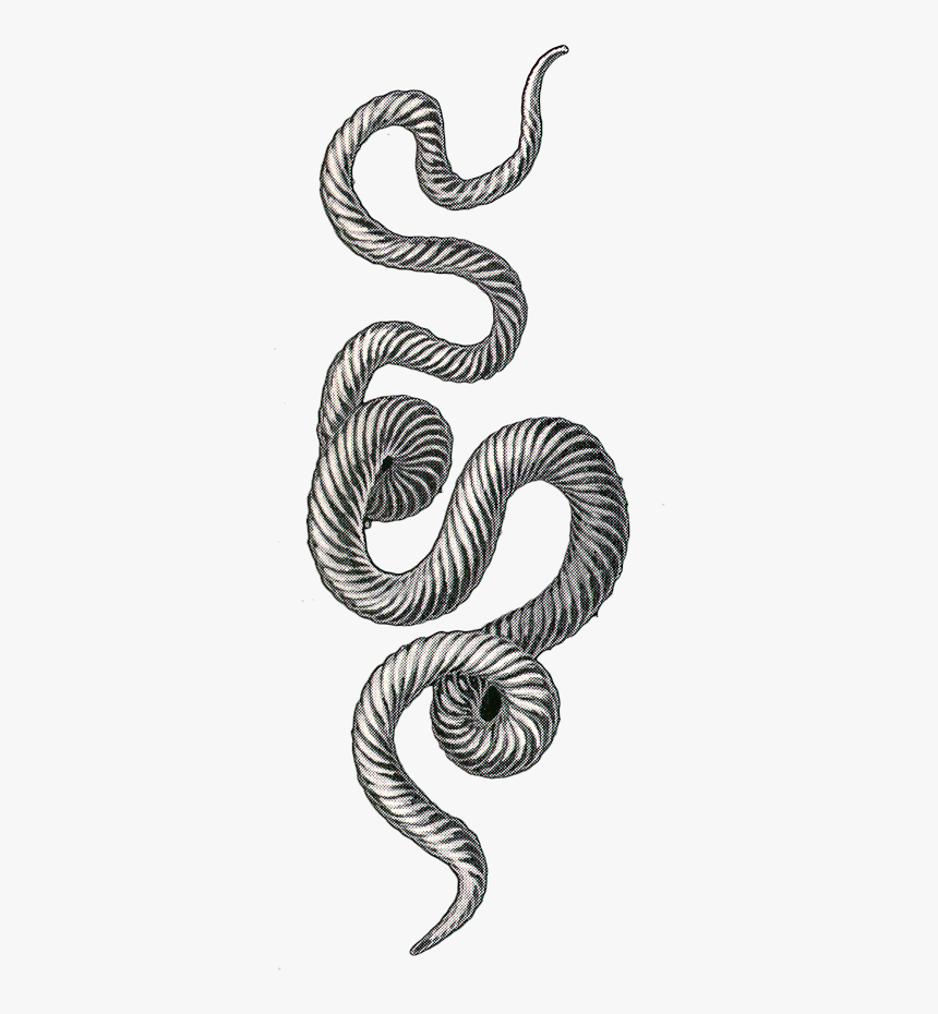 Snake, HD Png Download