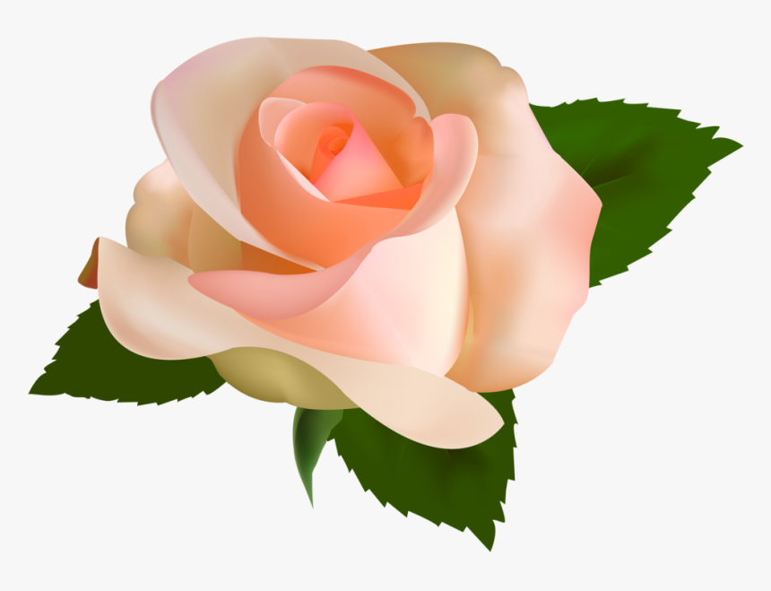 Beautiful Rose Png Clipart - Peach Rose Rose Clipart, Transparent Png