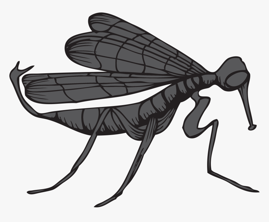 Net-winged Insects, HD Png Download