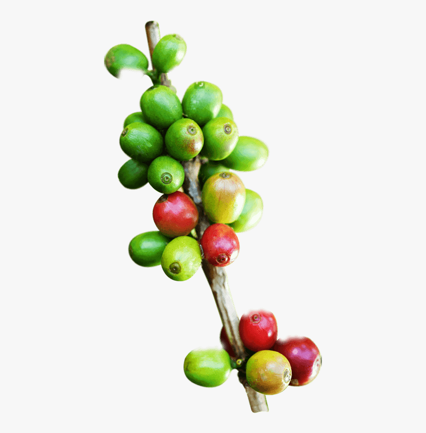 Rama De Cafe Png, Transparent Png