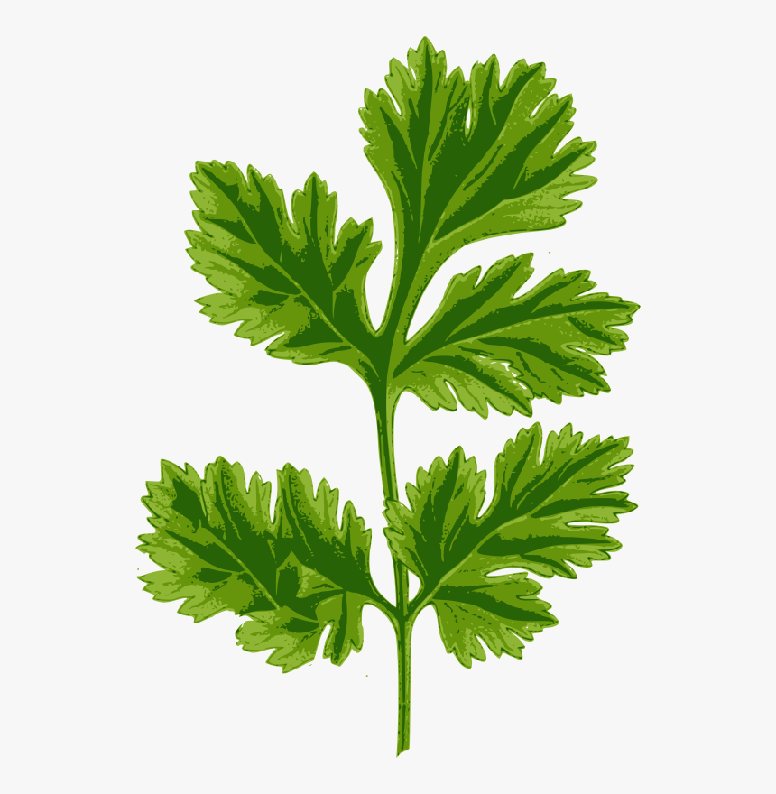 Transparent Celery Clipart - Coriander Clipart, HD Png Download