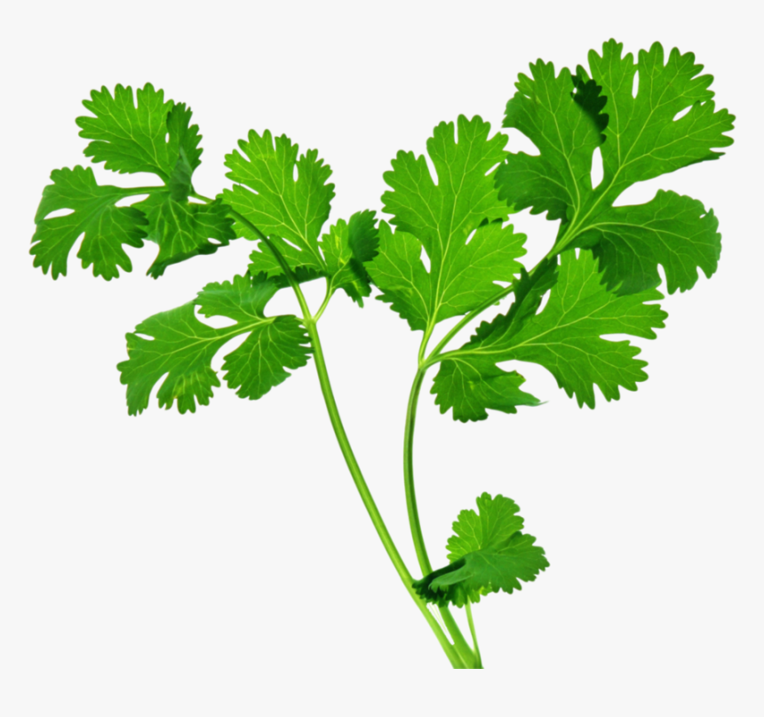 Celery Stalk - Transparent Background Herbs Png, Png Download