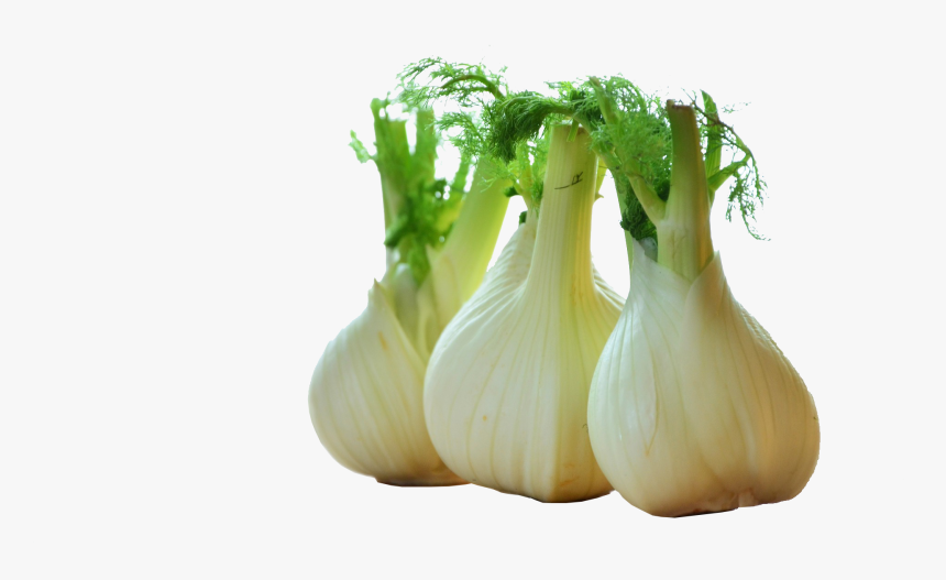 Fennel Drawing Celery , Png Download - Fenchel, Transparent Png