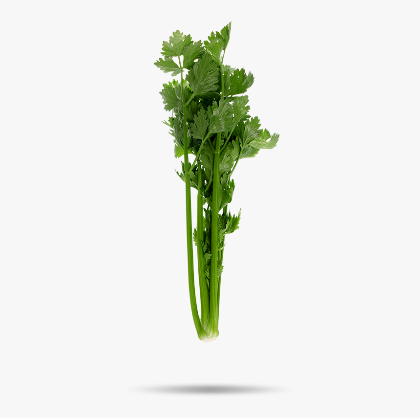 Oriental Celery - Ficus Benjamina, HD Png Download