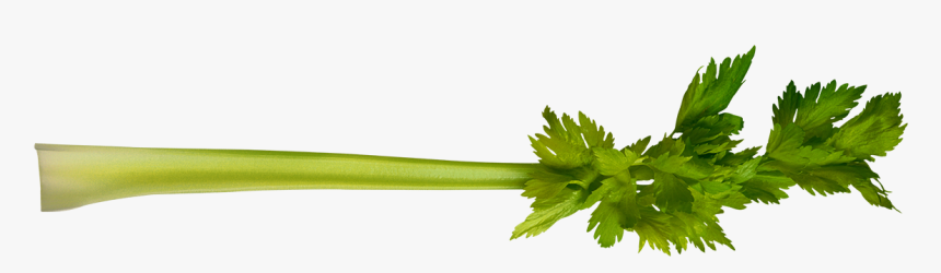 Celery - Coriander, HD Png Download