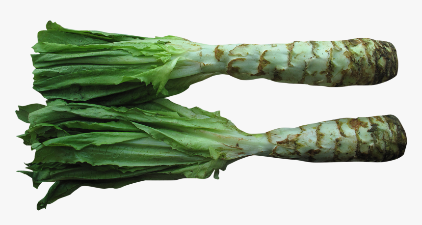 Celtuce Png Image - Celtuce Png, Transparent Png