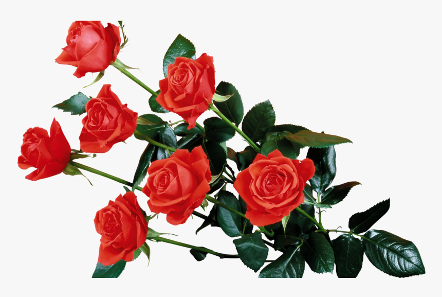Red Flowers Png Background Image - Red Roses Transparent, Png Download