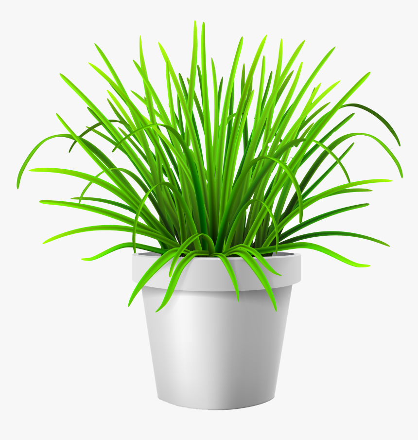 Transparent Plant Vector Png - Grass In Vase Png, Png Download