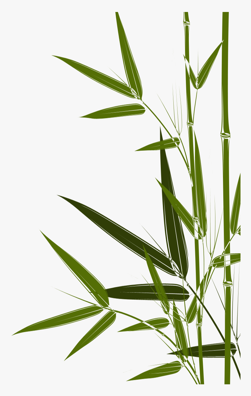 Transparent Bambus Clipart - Crop, HD Png Download