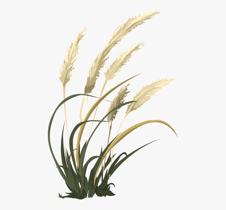 Wheat, Grass, Agriculture, Nature, Field, Growth - Black And White Wheat Drawing, HD Png Download