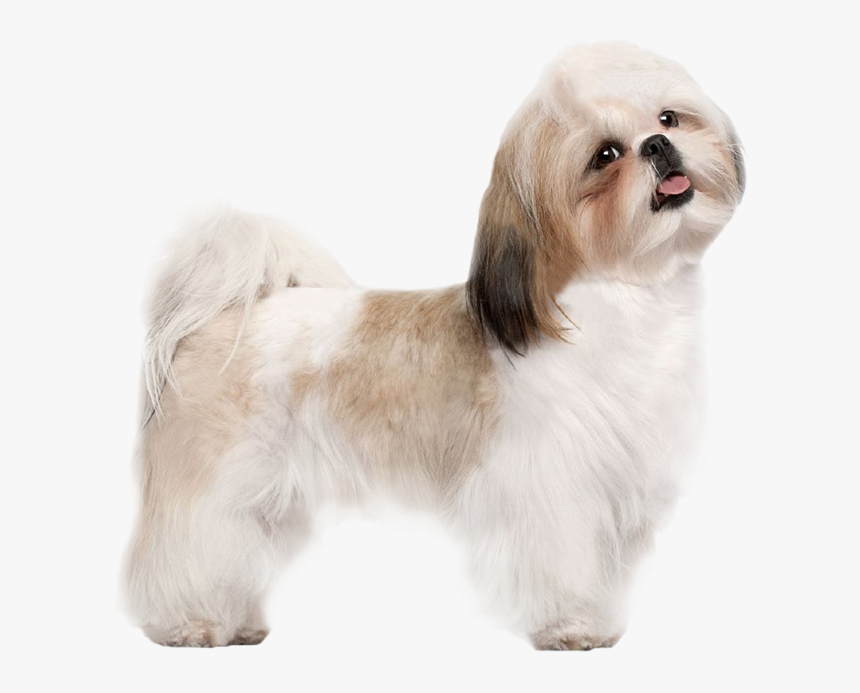 Puppy Dog Transparent Image - Dog Shih Tzu Png, Png Download