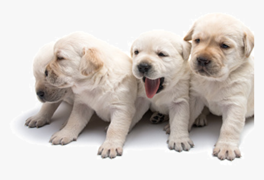 Dog Yawns, HD Png Download