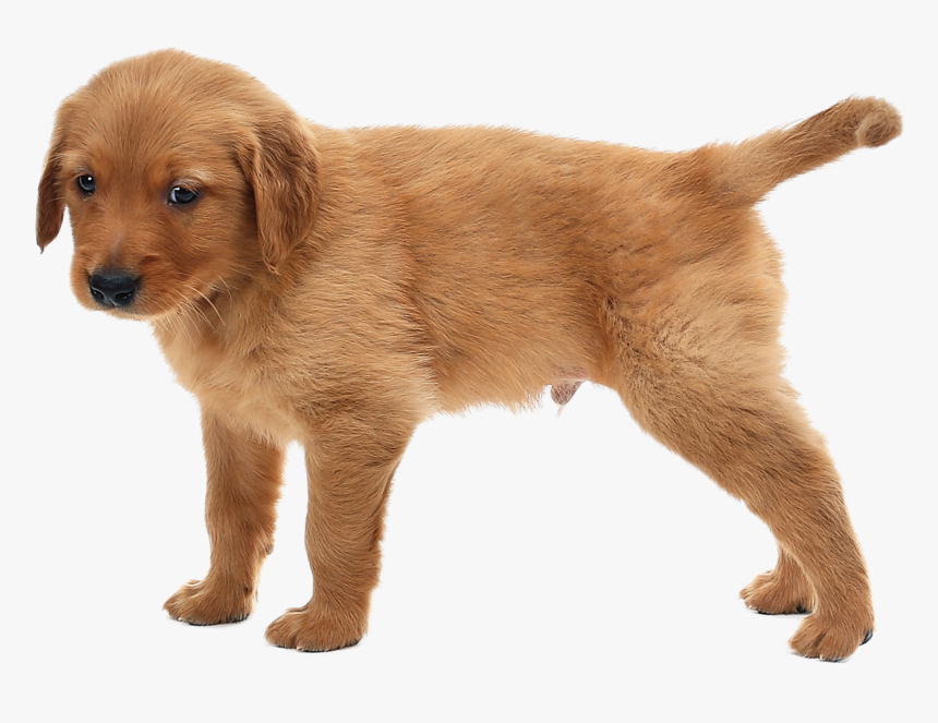 Puppies Png, Transparent Png