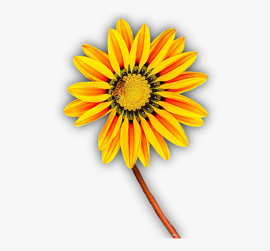 Flower, Yellow, Png, Isolated, Yellow Flower, Blossom - Png Flor Amarilla, Transparent Png
