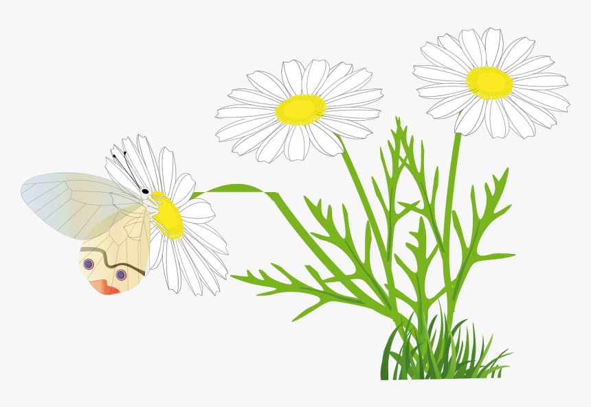 Rysunek Stokrotka, HD Png Download