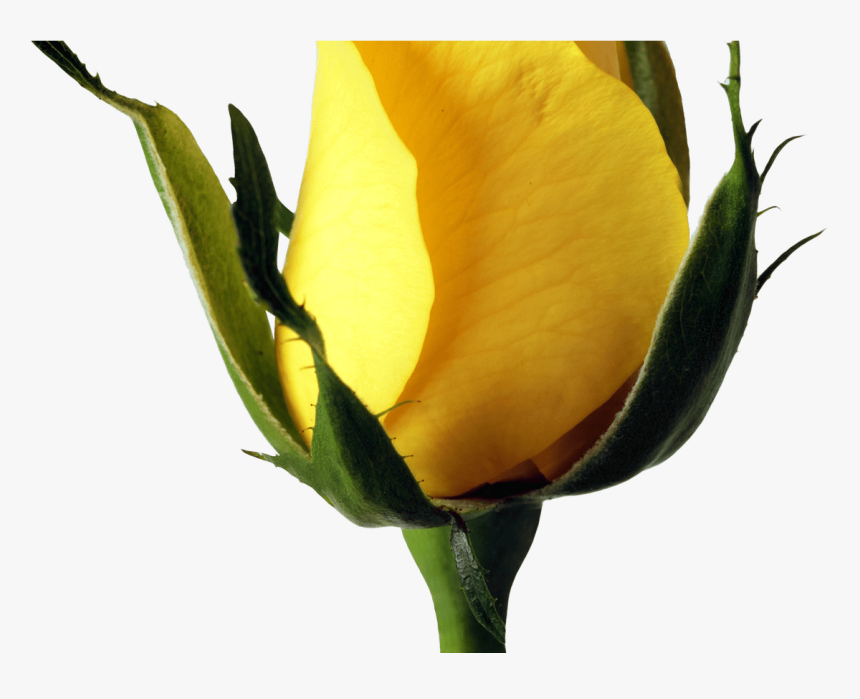 Yellow Rose Png Image Purepng Free Transparent Cc0 - Transparent Background Rose Flower Clipart Images Yellow, Png Download