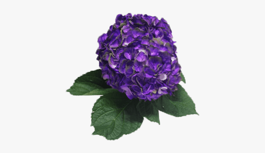 Hydrangea Purple, HD Png Download