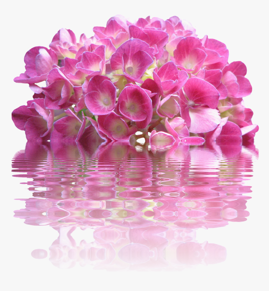 Spring, Hydrangea, Nature, Garden, Plant, Flora, Bloom - Pink Flowers, HD Png Download