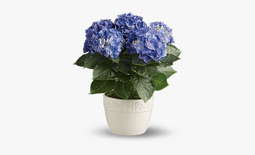 Hydrangea Potted, HD Png Download