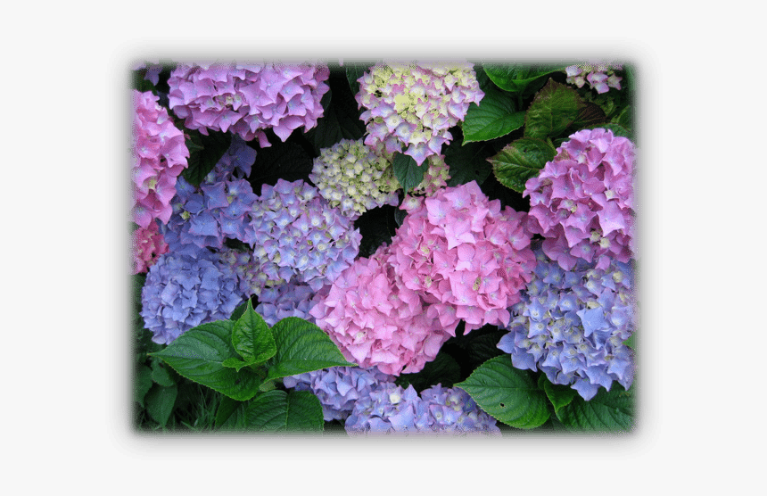 Hydrangea1 - Things That Make Me Smile, HD Png Download