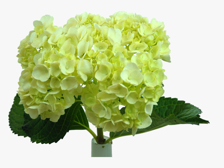 Artificial Flower, HD Png Download