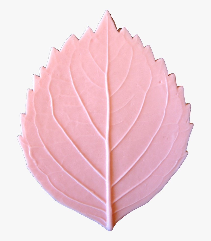 Maple Leaf, HD Png Download