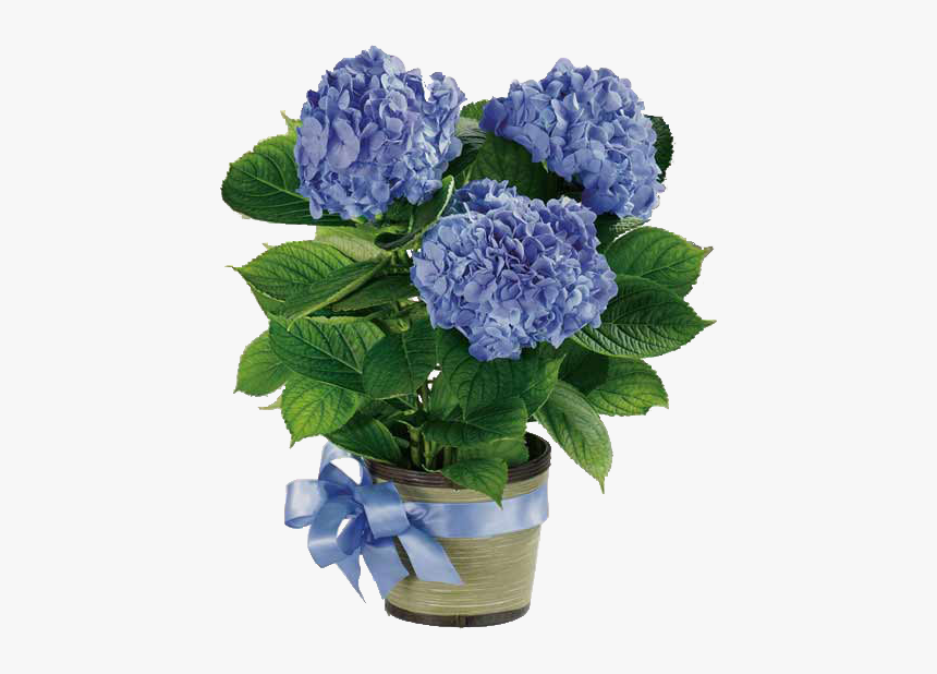 Potted White Hydrangea Centerpieces, HD Png Download