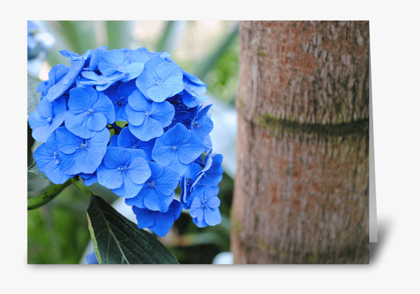 Blue Hydrangea Greeting Card - Hydrangea Serrata, HD Png Download