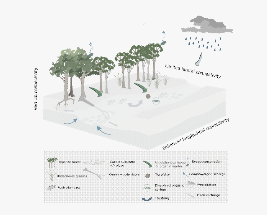 Figure 35 Conceptual Model Of Streams During Periods - Conceptual Model Instream Flows, HD Png Download