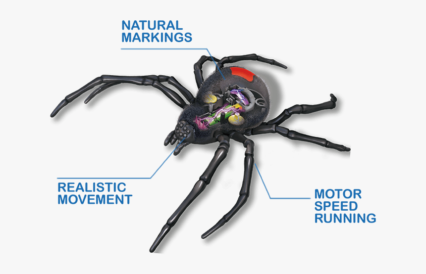 Orb-weaver Spider, HD Png Download