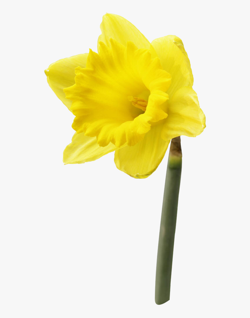 daffodil flower png high quality image daffodil png transparent png transparent png image pngitem daffodil flower png high quality image