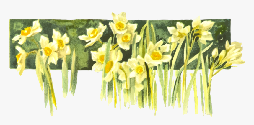 Transparent Daffodils Clipart - Narcissus, HD Png Download