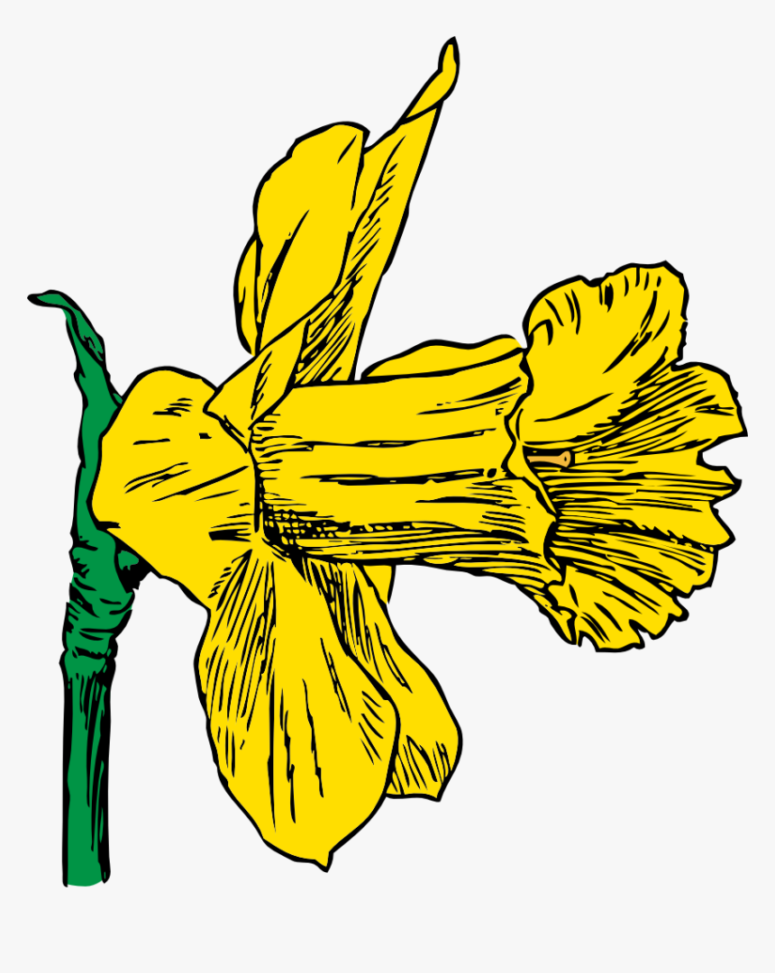 Daffodil - Daffodil Clip Art, HD Png Download